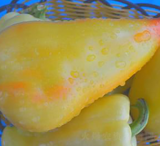 PA11-�����N��-�G�x�N�I(y��)