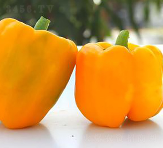 PM77-�����N��-�G�x�N�I(y��)