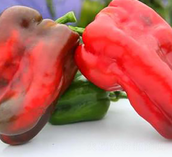 PM75-�����N��-�G�x�N�I(y��)