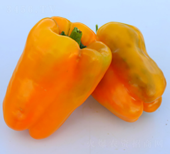 PA06-�����N��-�G�x�N�I(y��)