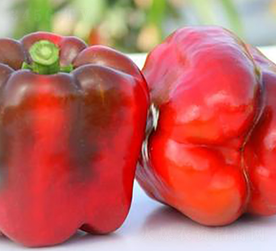 PA01-�����N��-�G�x�N�I(y��)