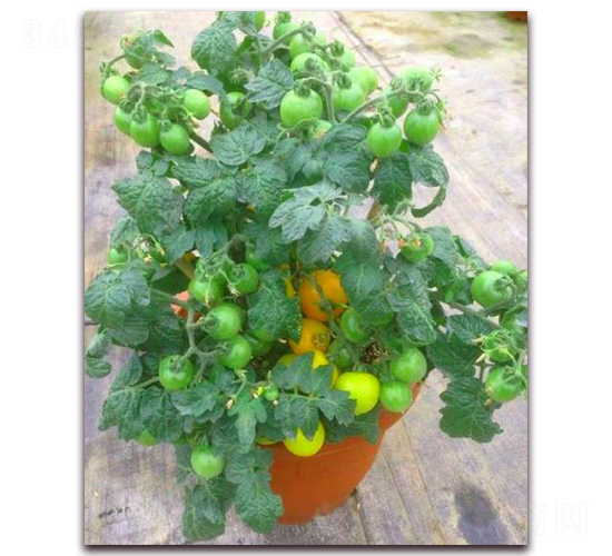 TA04-���ѷN��-�G�x�N�I(y��)