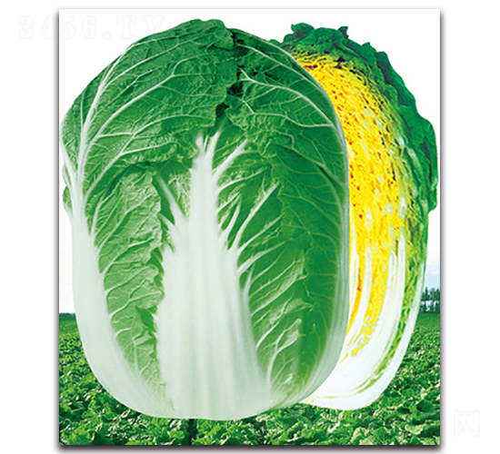 ��������-�ײ˷N��-���}�r(n��ng)�I(y��)