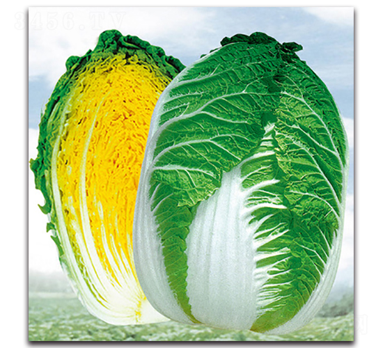 �����Sоһ̖-�ײ˷N��-���}�r(n��ng)�I(y��)