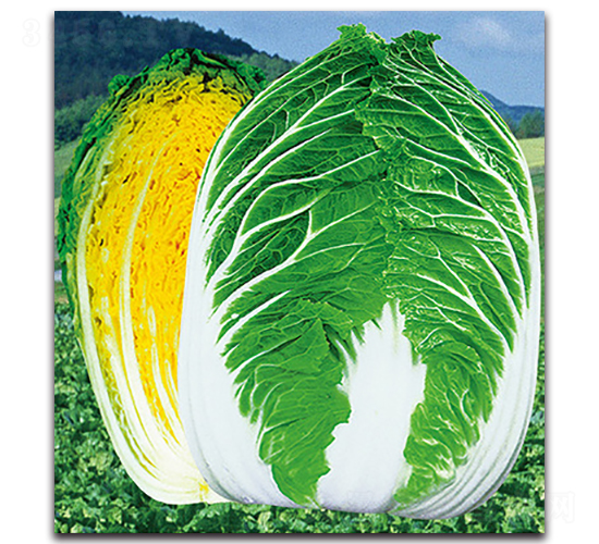 �����Sо��̖-�ײ˷N��-���}�r(n��ng)�I(y��)