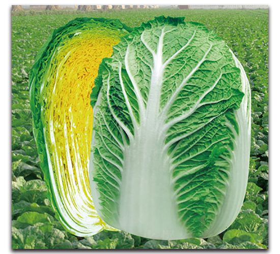 ���}����-�ײ˷N��-���}�r(n��ng)�I(y��)