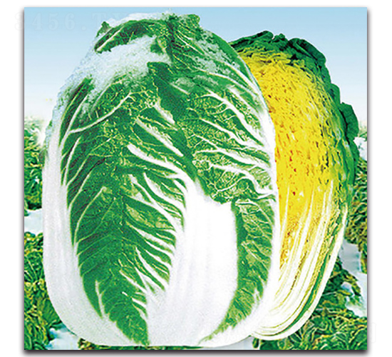 ���}����-�ײ˷N��-���}�r(n��ng)�I(y��)