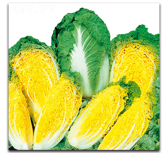 ��G�S����-�ײ˷N��-���}�r�I(y��)