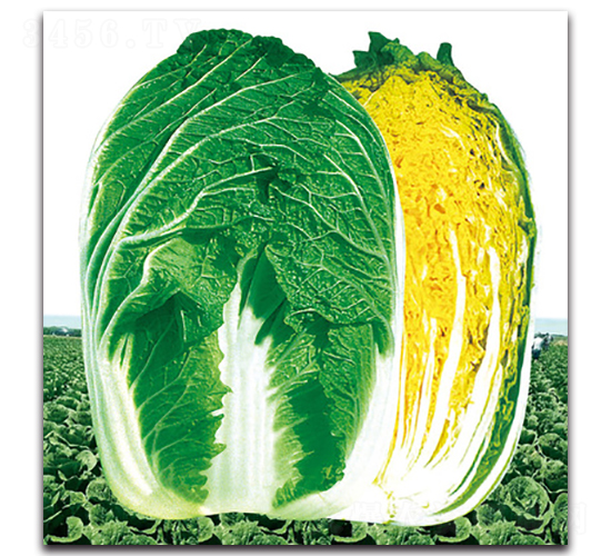 ��G���S-�ײ˷N��-���}�r(n��ng)�I(y��)