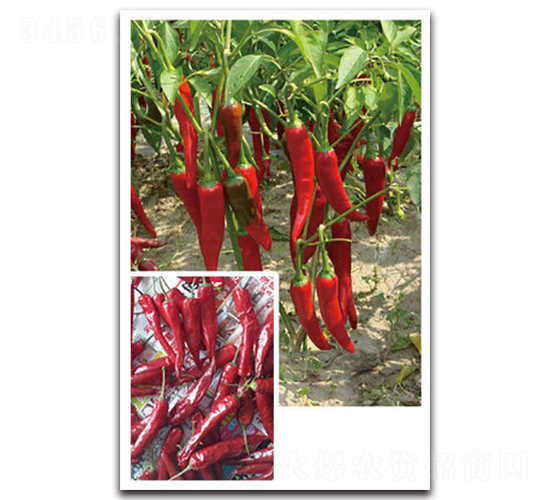 ʥ�t-�����N��-���}�r(n��ng)�I(y��)