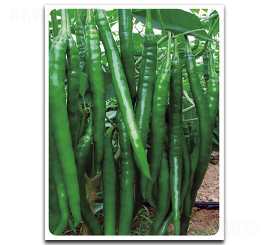 �ھ�9̖-�����N��-���}�r(n��ng)�I(y��)