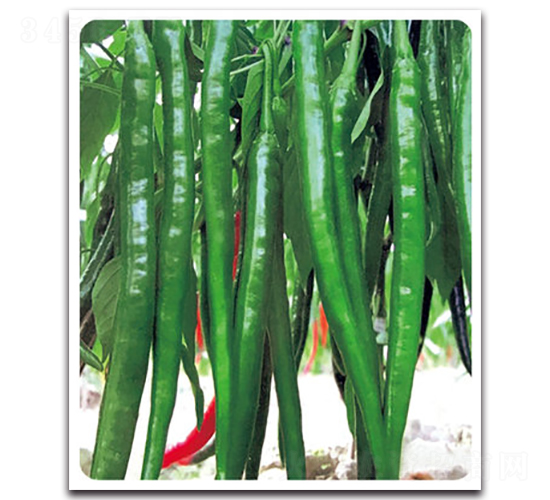 �ھ�8̖-�����N��-���}�r(n��ng)�I(y��)