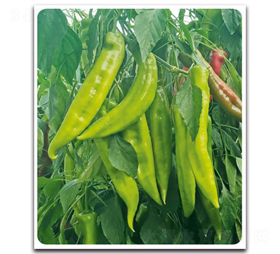 ����-�����N��-���}�r(n��ng)�I(y��)