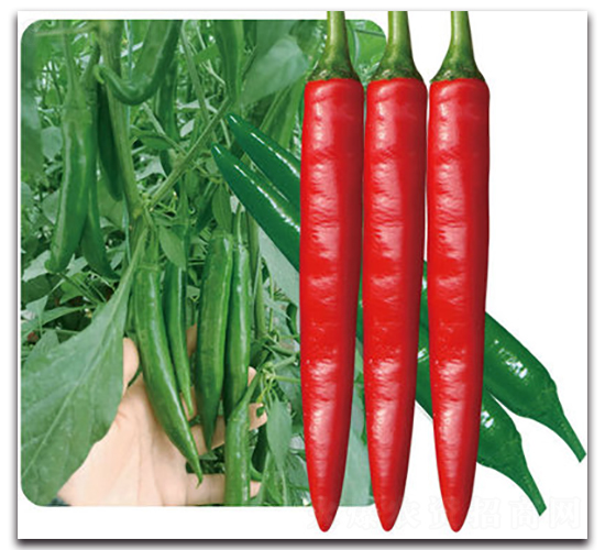 ��G�t��-�����N��-���}�r(n��ng)�I(y��)