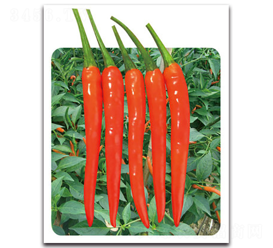 ���t7̖-�����N��-���}�r(n��ng)�I(y��)