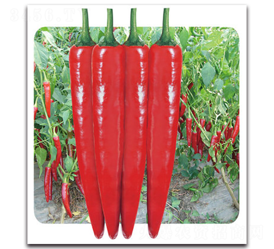 ��tһ̖-�����N��-���}�r(n��ng)�I(y��)