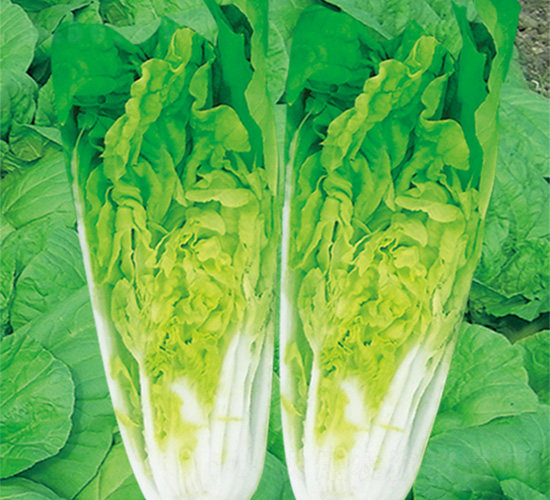 �֠����1̖-��˷N��-�֠��r(n��ng)�I(y��)