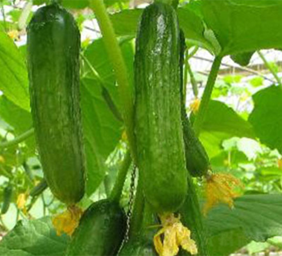 ��ِ��2̖936-�S�ϷN��-���S�r(n��ng)�I(y��)