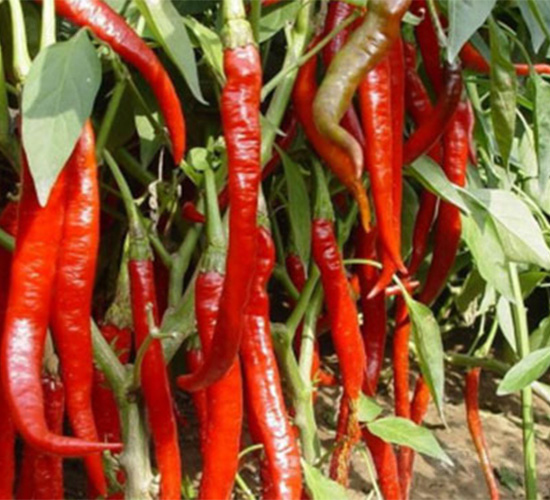 AGRISUPER-8169-�����N��-���S�r(n��ng)�I(y��)