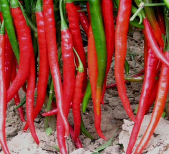 VIVO168-�����N��-���S�r(n��ng)�I(y��)