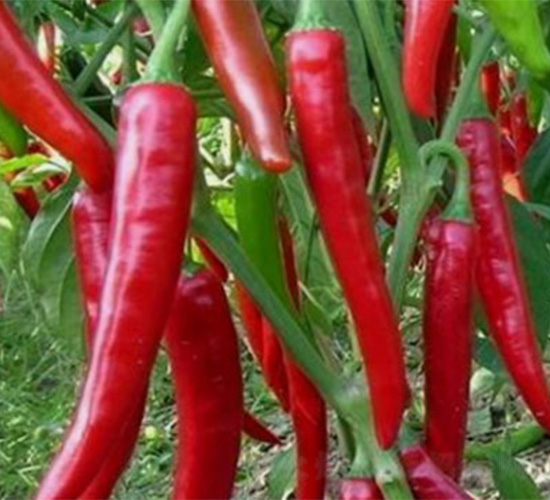 ���˽�166-�����N��-���S�r(n��ng)�I(y��)