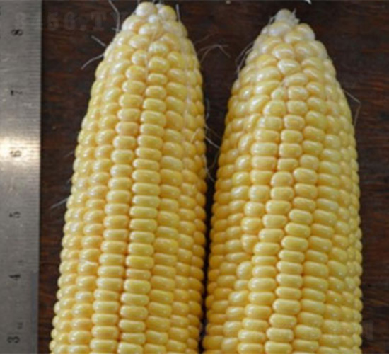 NEW1069-���׷N��-���S�r(n��ng)�I(y��)