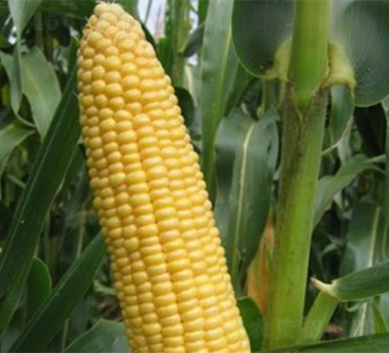 ����66-���׷N��-���S�r(n��ng)�I(y��)