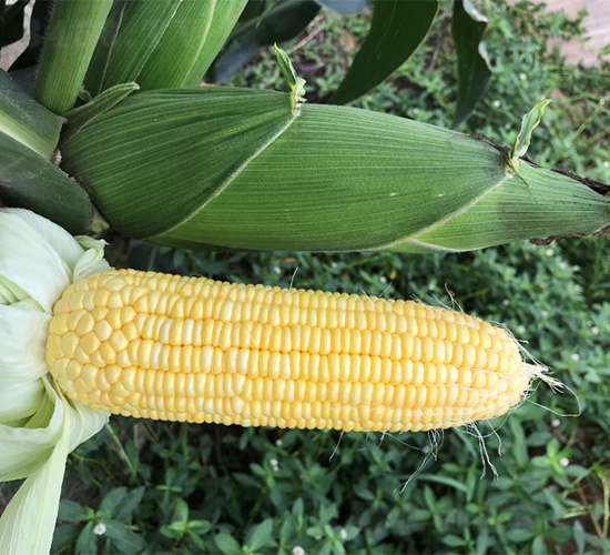 �S��54-���׷N��-���S�r(n��ng)�I(y��)