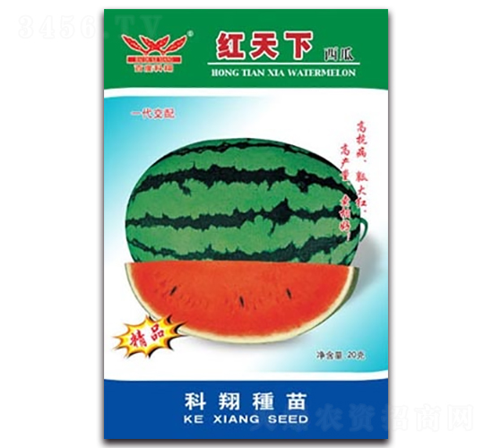 �t����-���ϷN��-����N�I(y��)