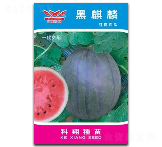 ������-���ϷN��-����N�I(y��)