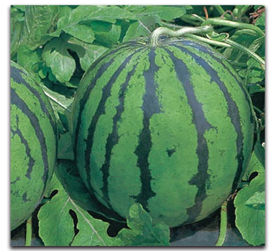 ������-���ϷN��-����N�I(y��)