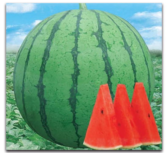 �t�P��-���ϷN��-����N�I(y��)