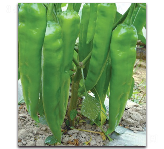 ���轷��-�����N��-����N�I(y��)