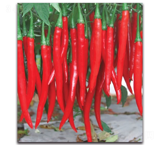 ��������5̖-�����N��-����N�I(y��)