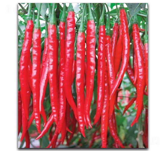 ��������1̖(h��o)-�����N��-����N�I(y��)