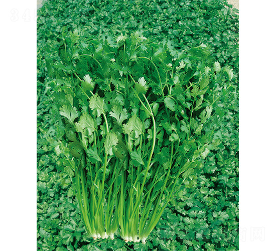 ����R��(j��)���-��˷N��-����