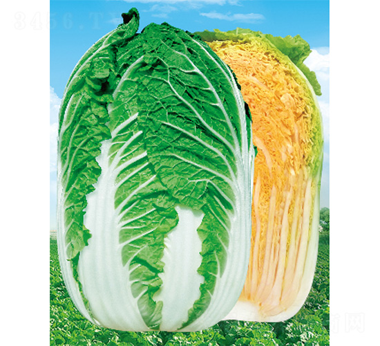 ����-�ײ˷N��-����