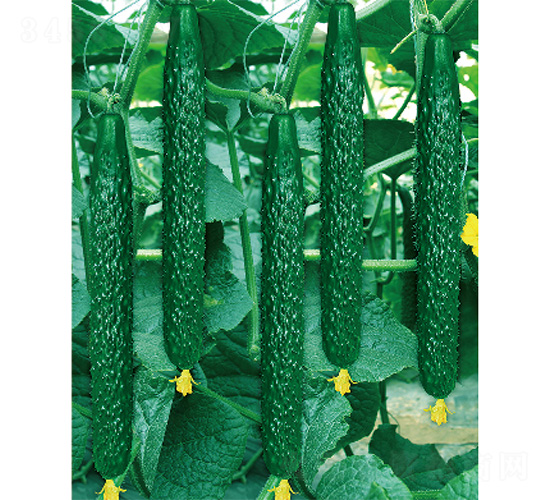 ��DV-35-�S�ϷN��-����