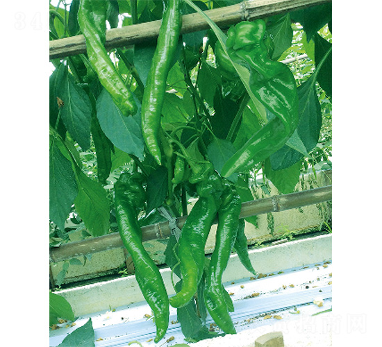 �׽���̖-�����N��-����