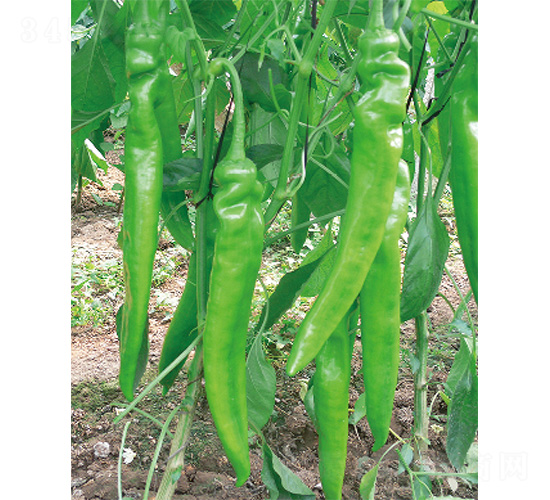 �׽���̖-�����N��-����