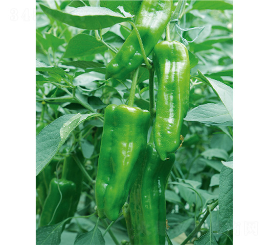 �׽���̖(h��o)-�����N��-����