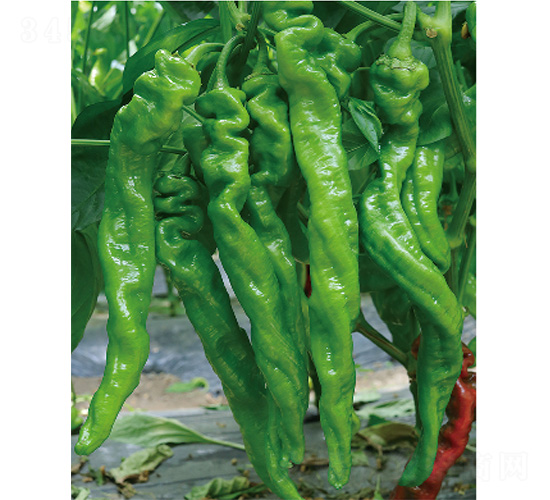 �׽���̖(h��o)-�����N��-����