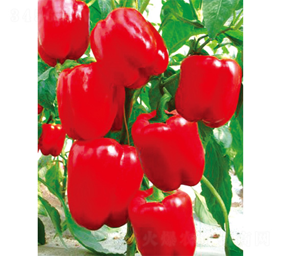 �t�D-�����N��-����