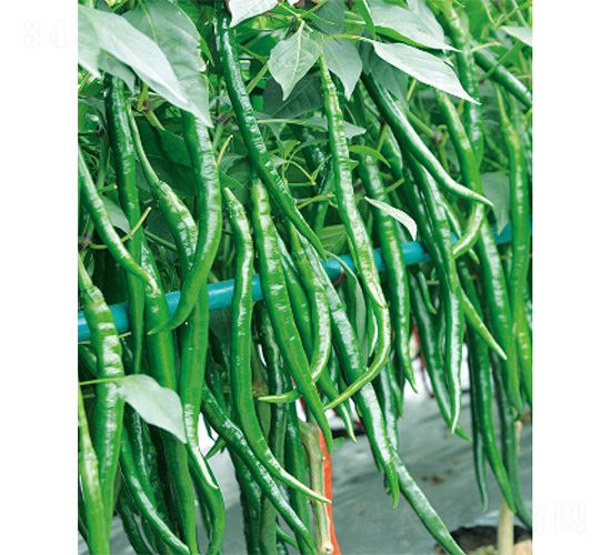 �n�����S-�����N��-����