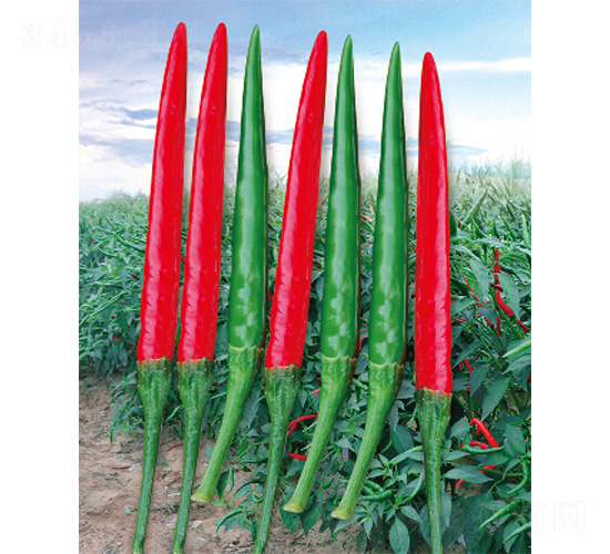 ��ɽ�t��-�����N��-����