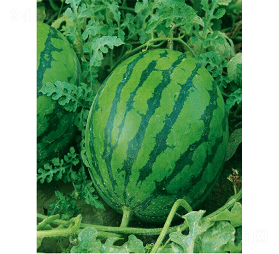 �ձ�����-���ϷN��-����