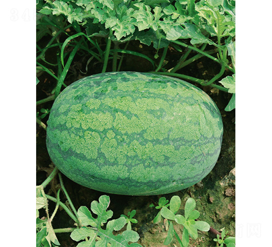 ����t����-���ϷN��-����