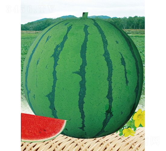 ���S8826-���ϷN��-����