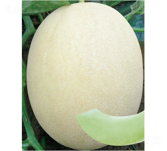 ��������̖(h��o)-��ϷN��-����