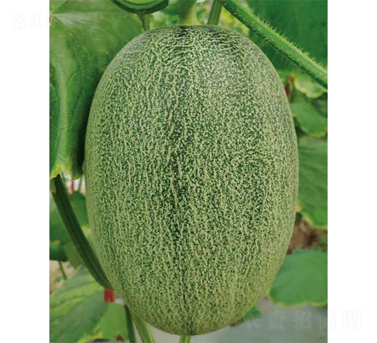 ������25̖-��ϷN��-����